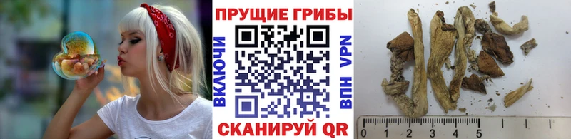 ОМГ ОМГ зеркало  сколько стоит  Бутурлиновка  Галлюциногенные грибы Psilocybe 